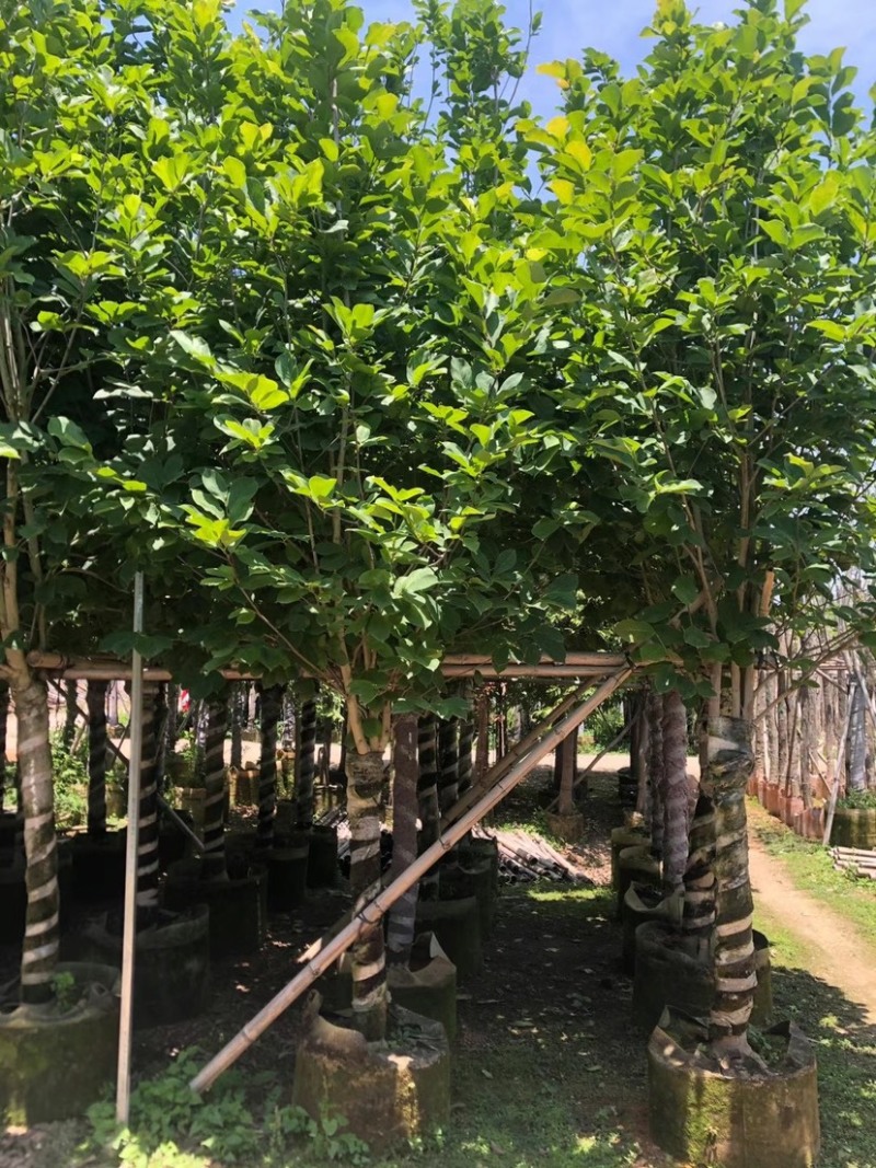 大量低价出售4-15荷花玉兰，货源充足，价格美丽