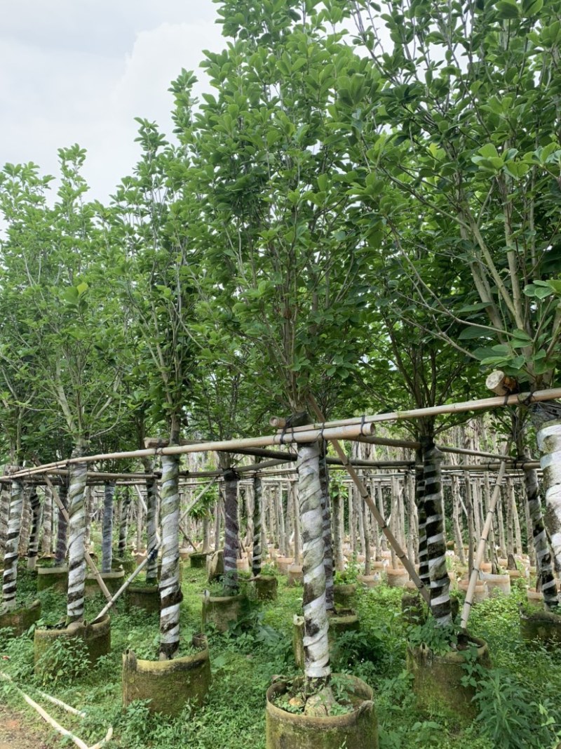 大量低价出售4-15荷花玉兰，货源充足，价格美丽