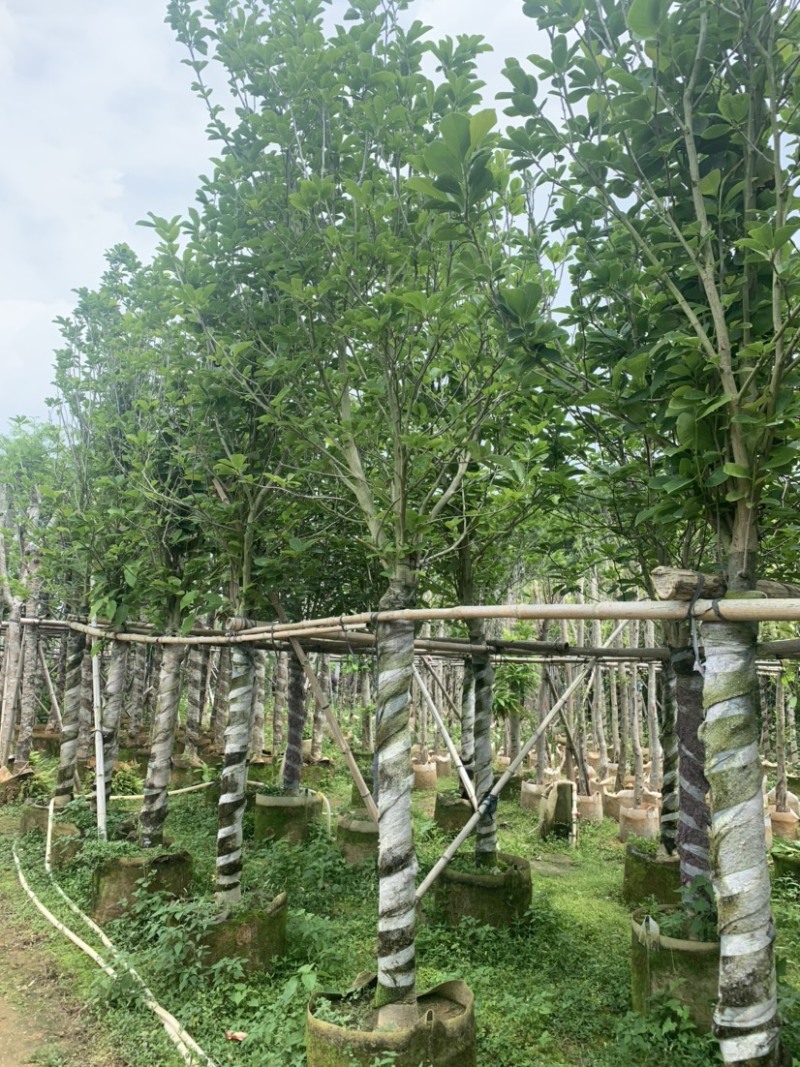 大量低价出售4-15荷花玉兰，货源充足，价格美丽