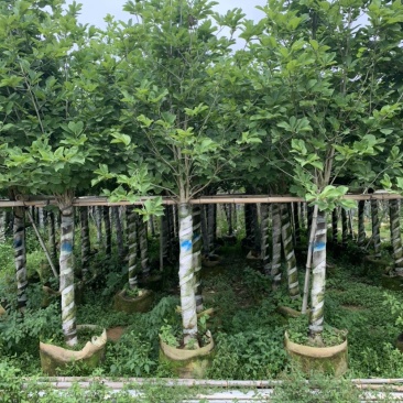大量低价出售4-15荷花玉兰，货源充足，价格美丽