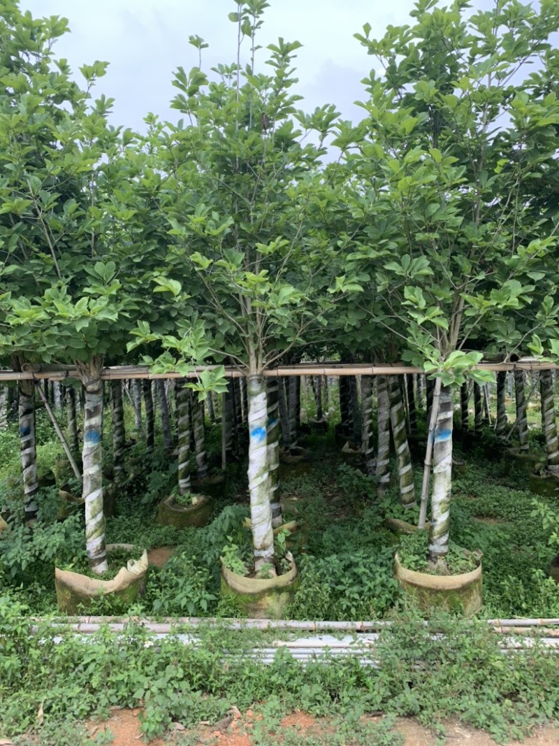 大量低价出售4-15荷花玉兰，货源充足，价格美丽