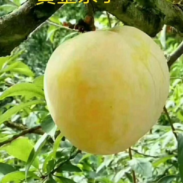 黄金奈李