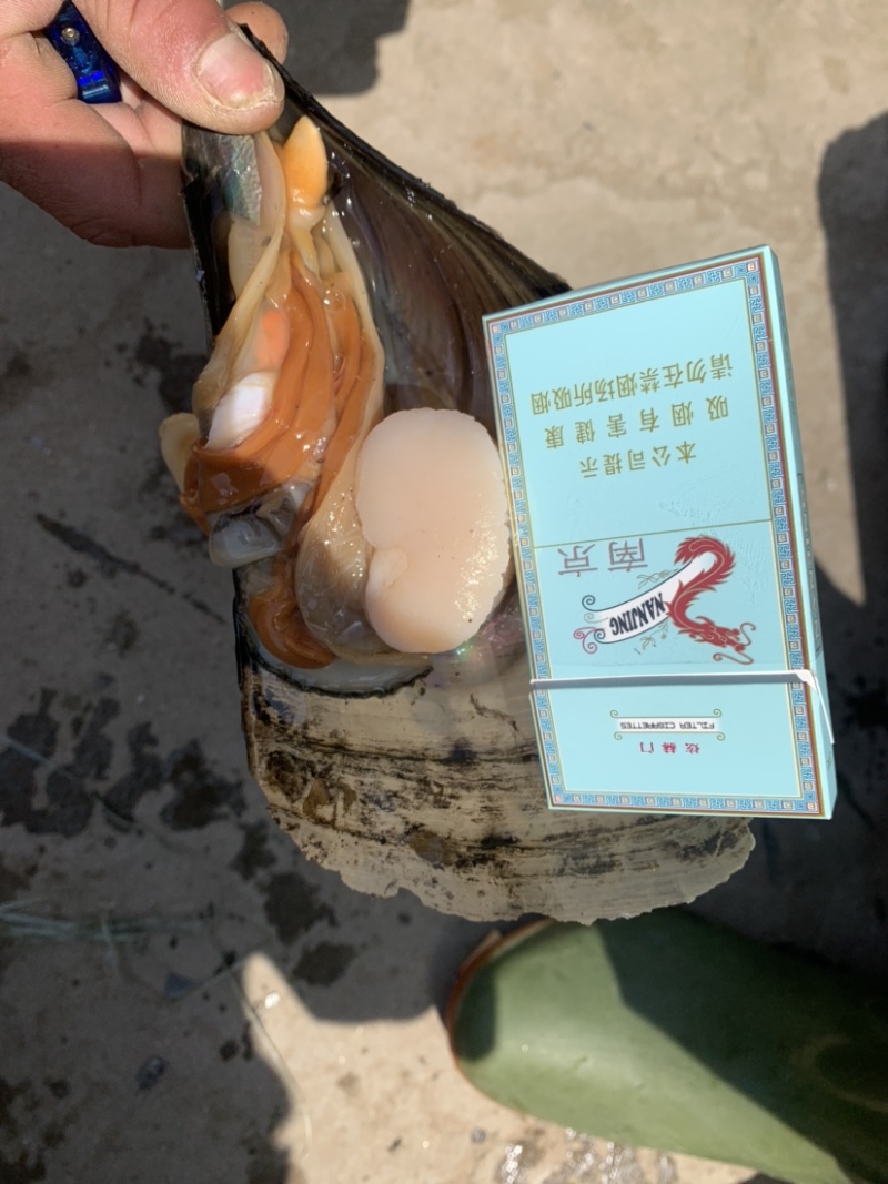 精品鲜贝二级带子，一级带子绿皮肥货，全国供应，烧烤精品