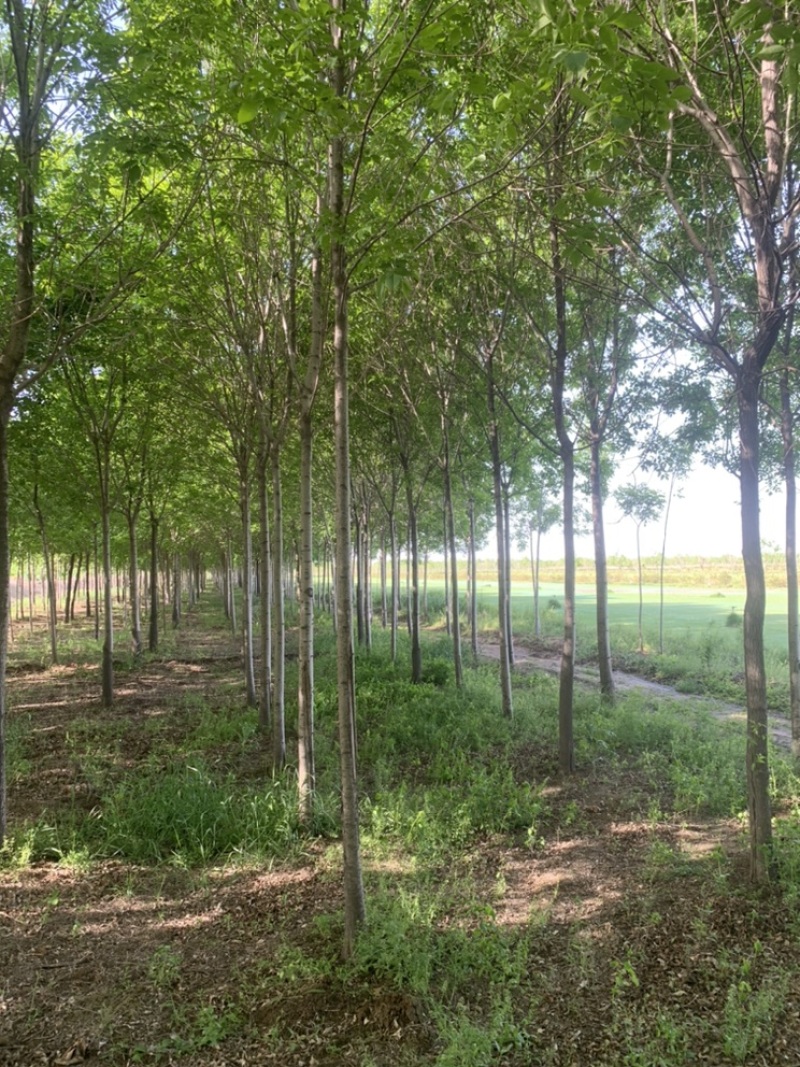 白蜡8公分12公分13公分14公分一级树