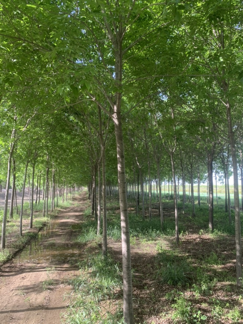 白蜡8公分12公分13公分14公分一级树