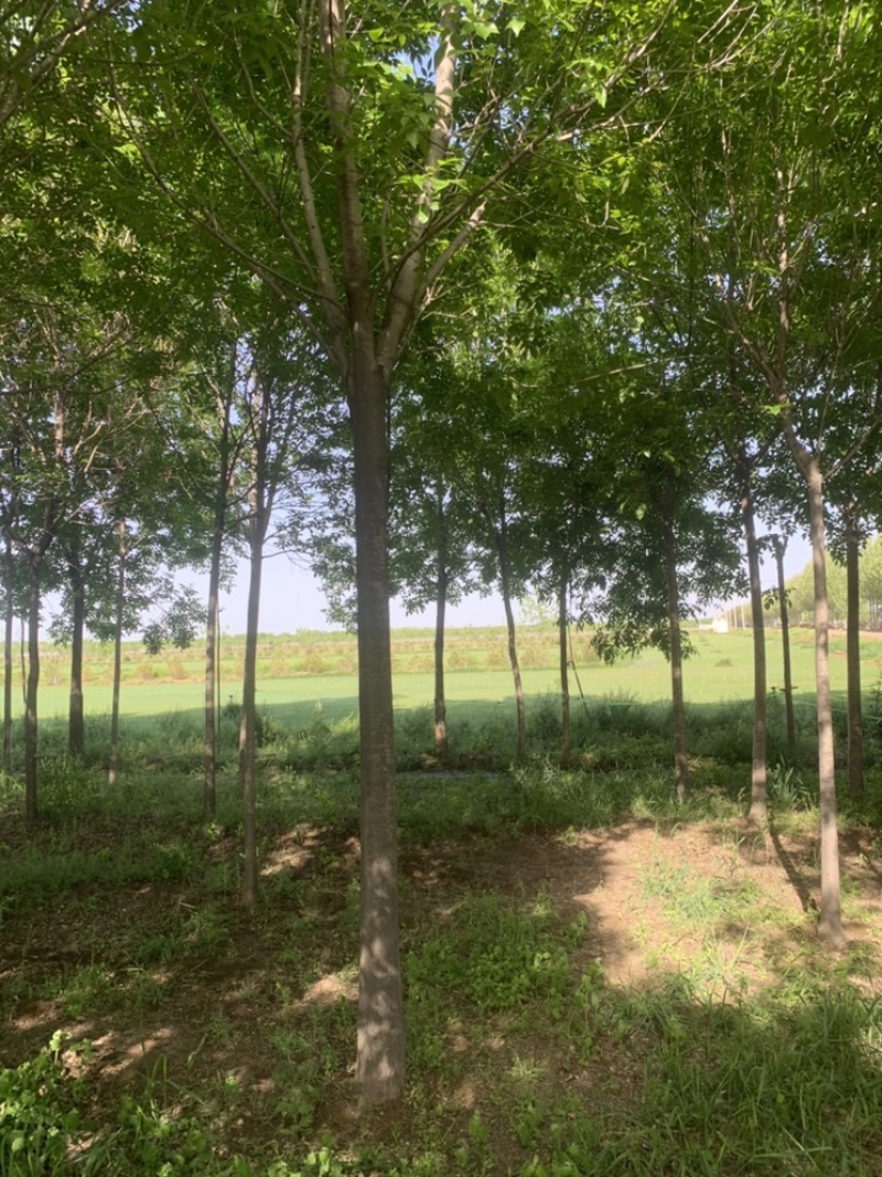 白蜡8公分12公分13公分14公分一级树