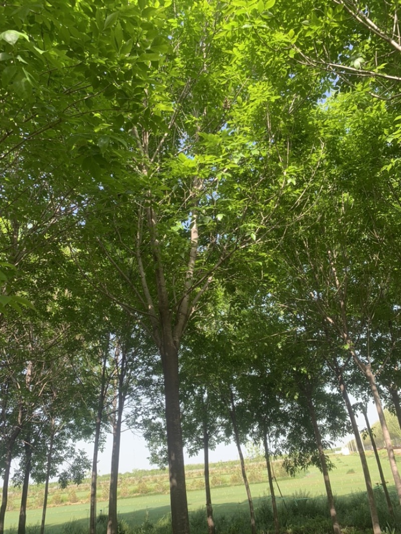 白蜡8公分12公分13公分14公分一级树