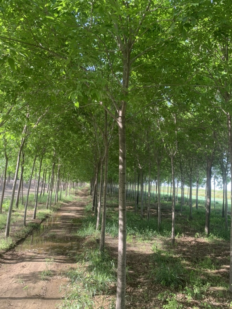 白蜡8公分12公分13公分14公分一级树