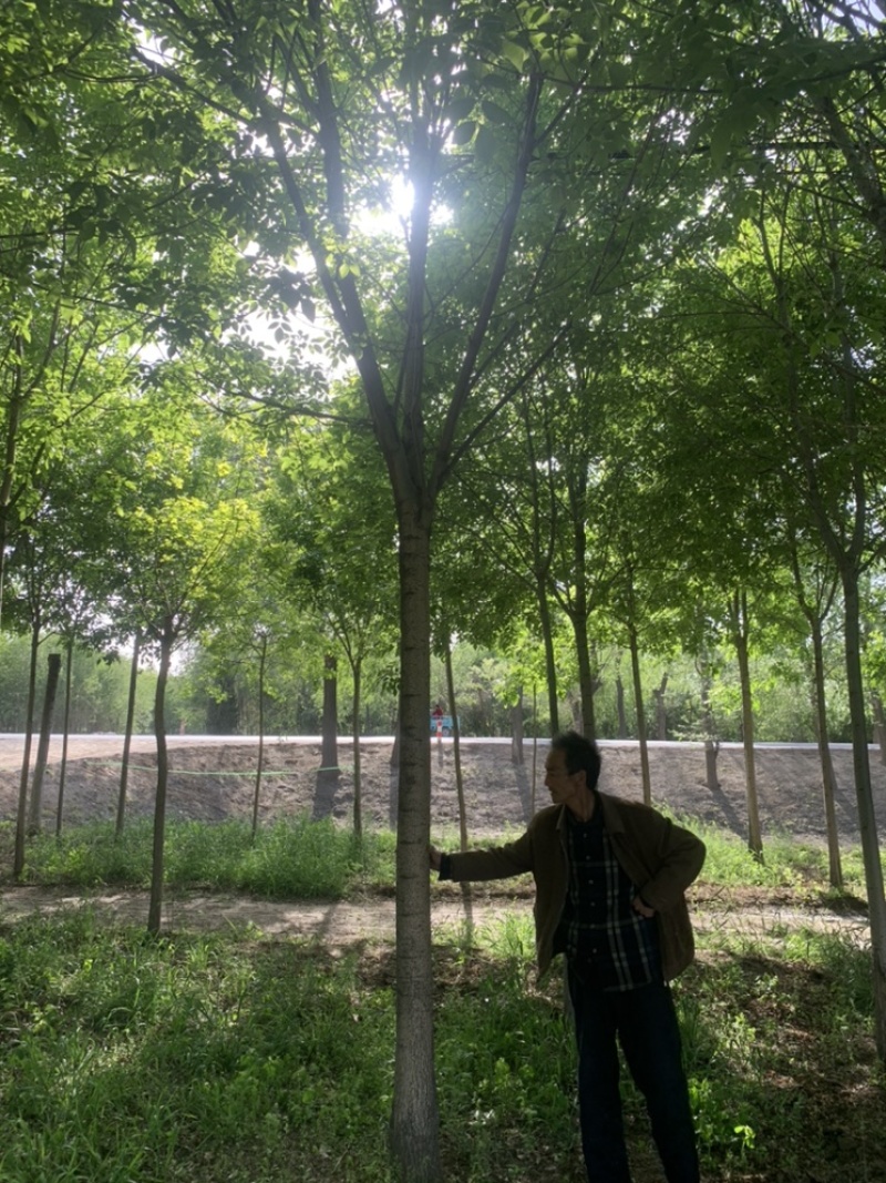 白蜡8公分12公分13公分14公分一级树