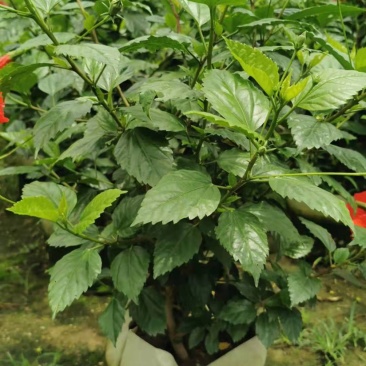 大量低价出售40cm-100cm大红花，扶桑，木槿，