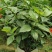 大量低价出售40cm-100cm大红花，扶桑，木槿，