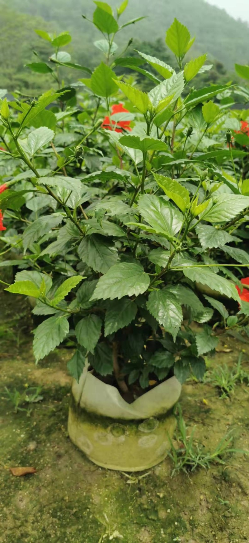 大量低价出售40cm-100cm大红花，扶桑，木槿，