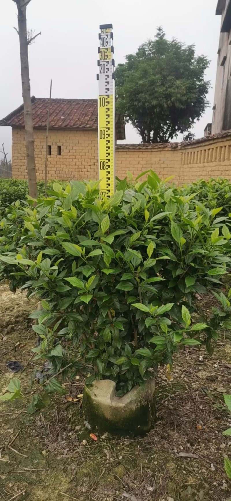 大量低价出售40cm-100cm大红花，扶桑，木槿，