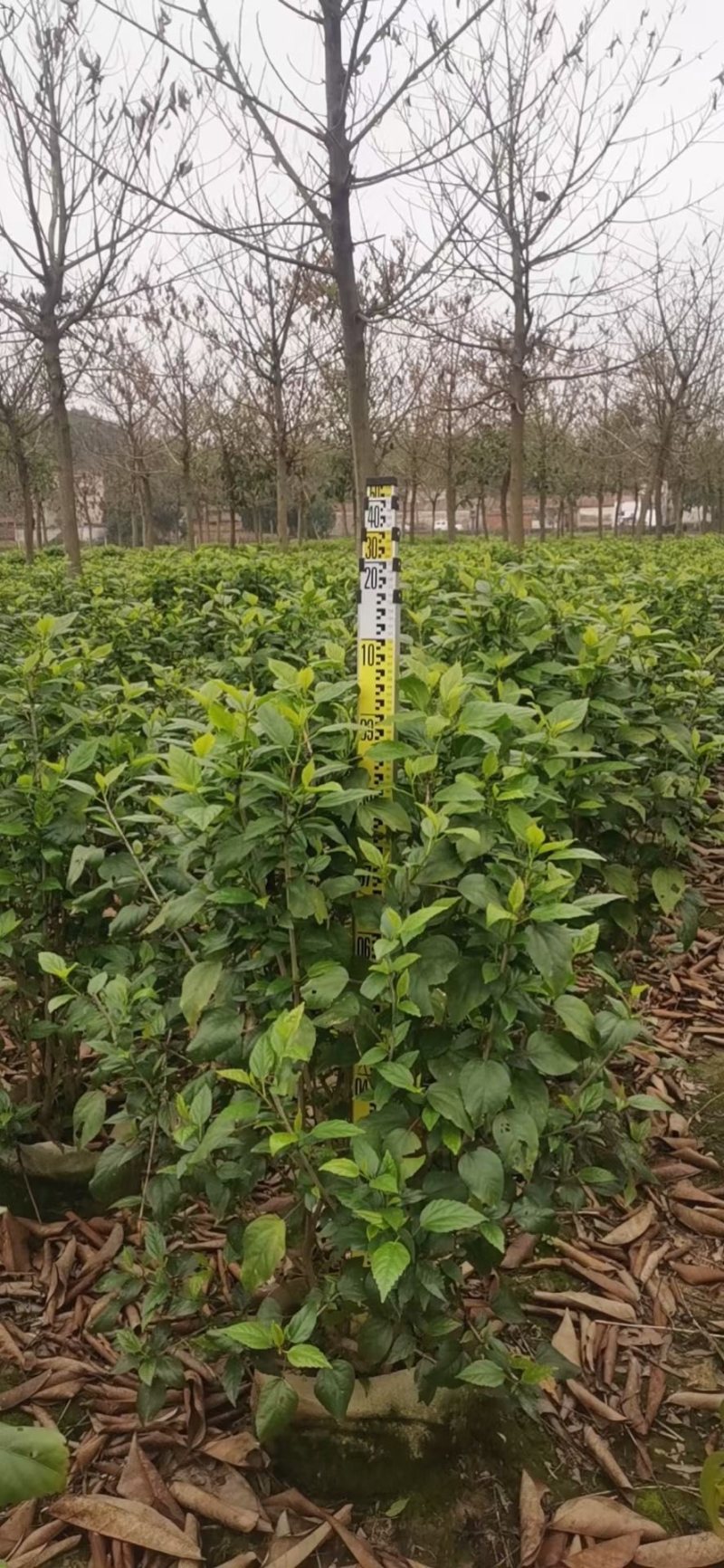 大量低价出售40cm-100cm大红花，扶桑，木槿，