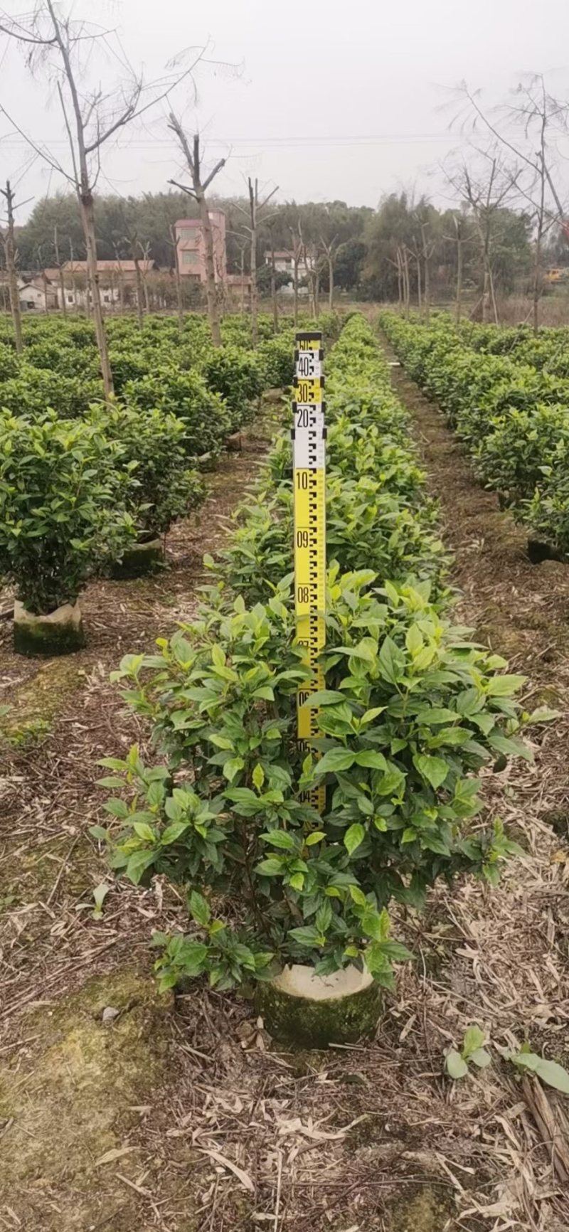 大量低价出售40cm-100cm大红花，扶桑，木槿，
