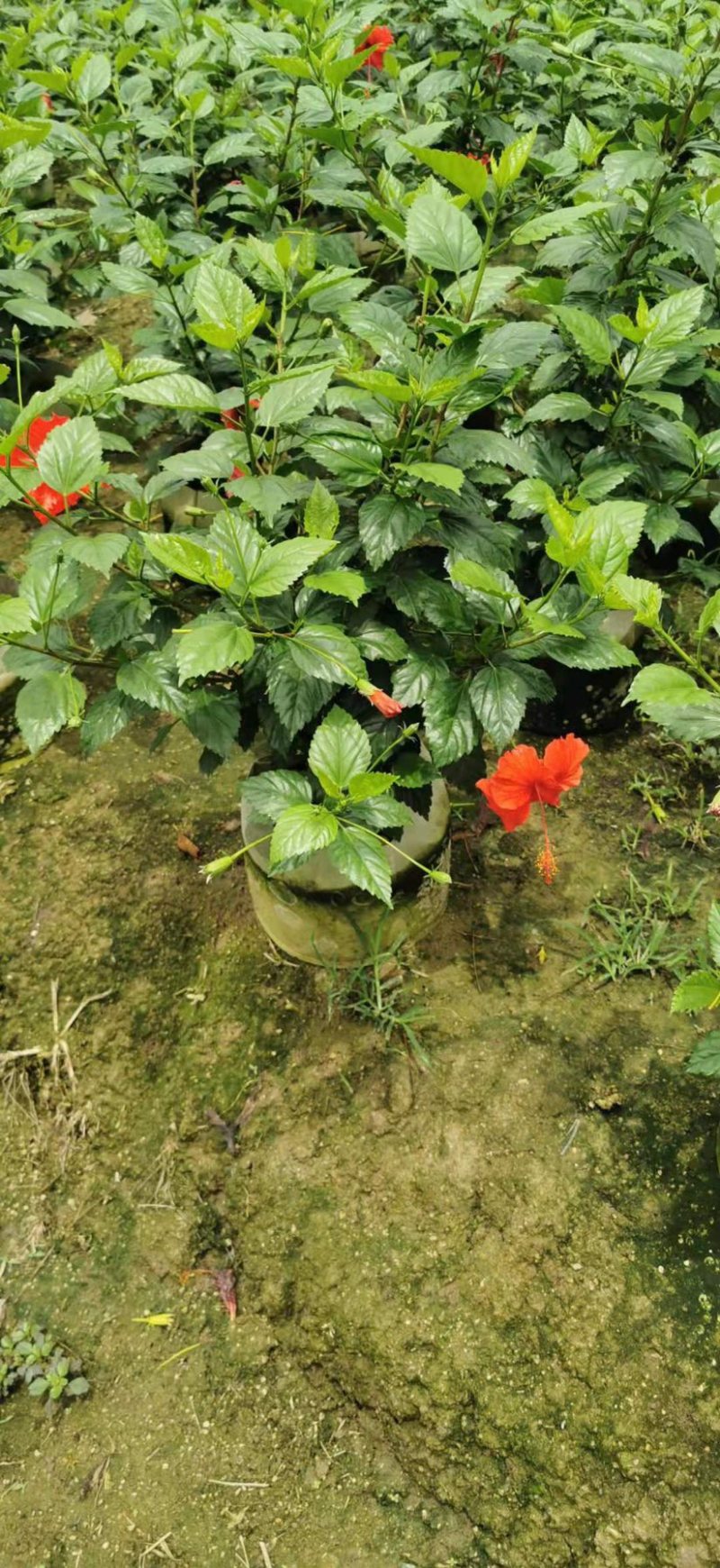 大量低价出售40cm-100cm大红花，扶桑，木槿，