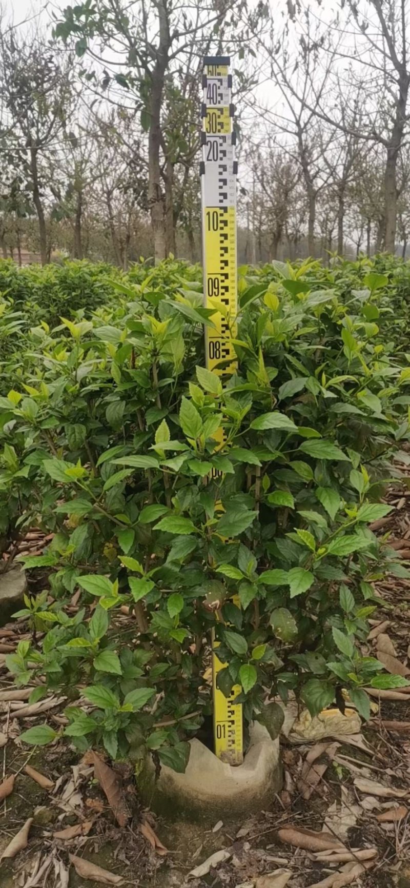 大量低价出售40cm-100cm大红花，扶桑，木槿，