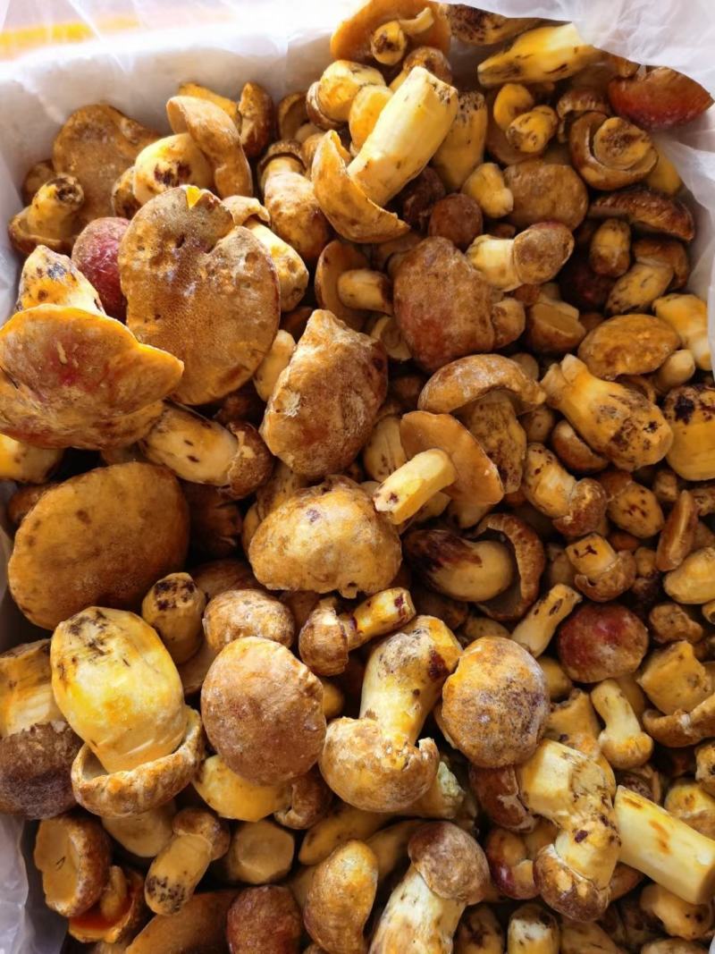 云南冻白葱牛肝菌黄牛肝菌老家产地货源大量批发