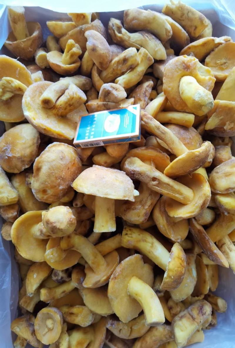 云南冻白葱牛肝菌黄牛肝菌老家产地货源大量批发