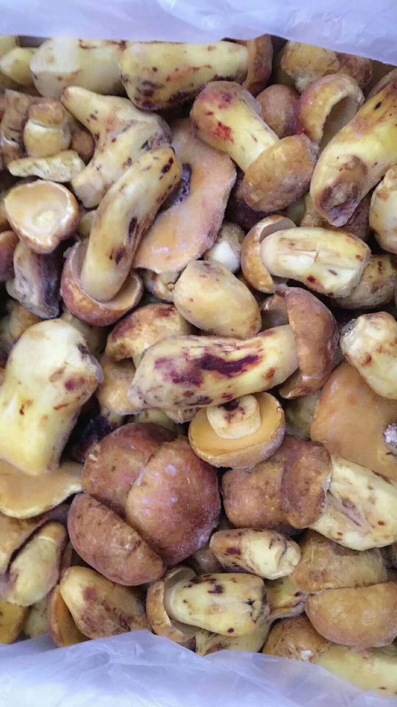 云南冻白葱牛肝菌黄牛肝菌老家产地货源大量批发