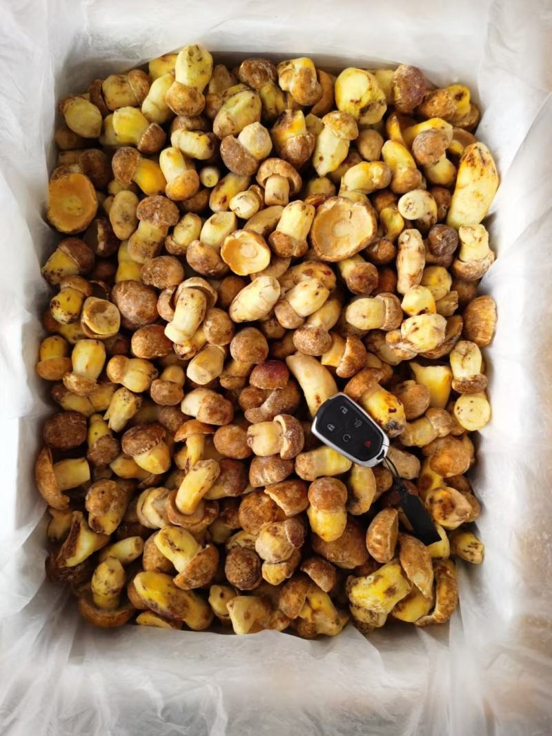 云南冻白葱牛肝菌黄牛肝菌老家产地货源大量批发