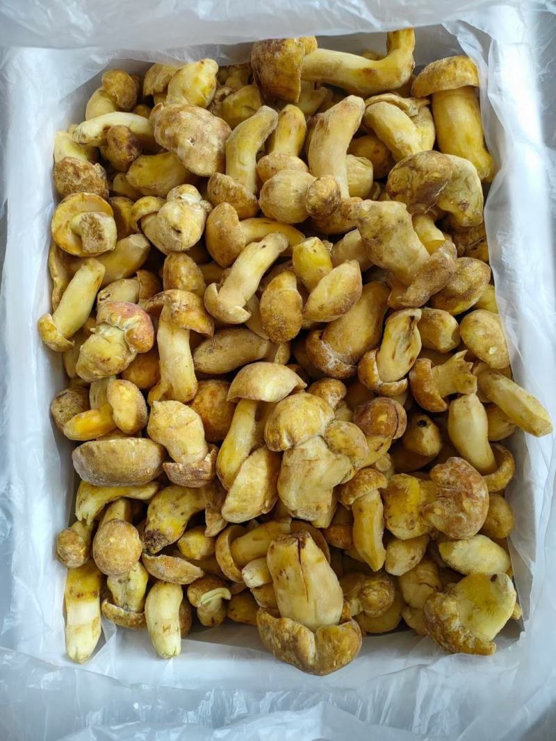 云南冻白葱牛肝菌黄牛肝菌老家产地货源大量批发