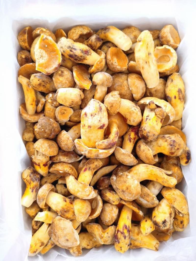 云南冻白葱牛肝菌黄牛肝菌老家产地货源大量批发
