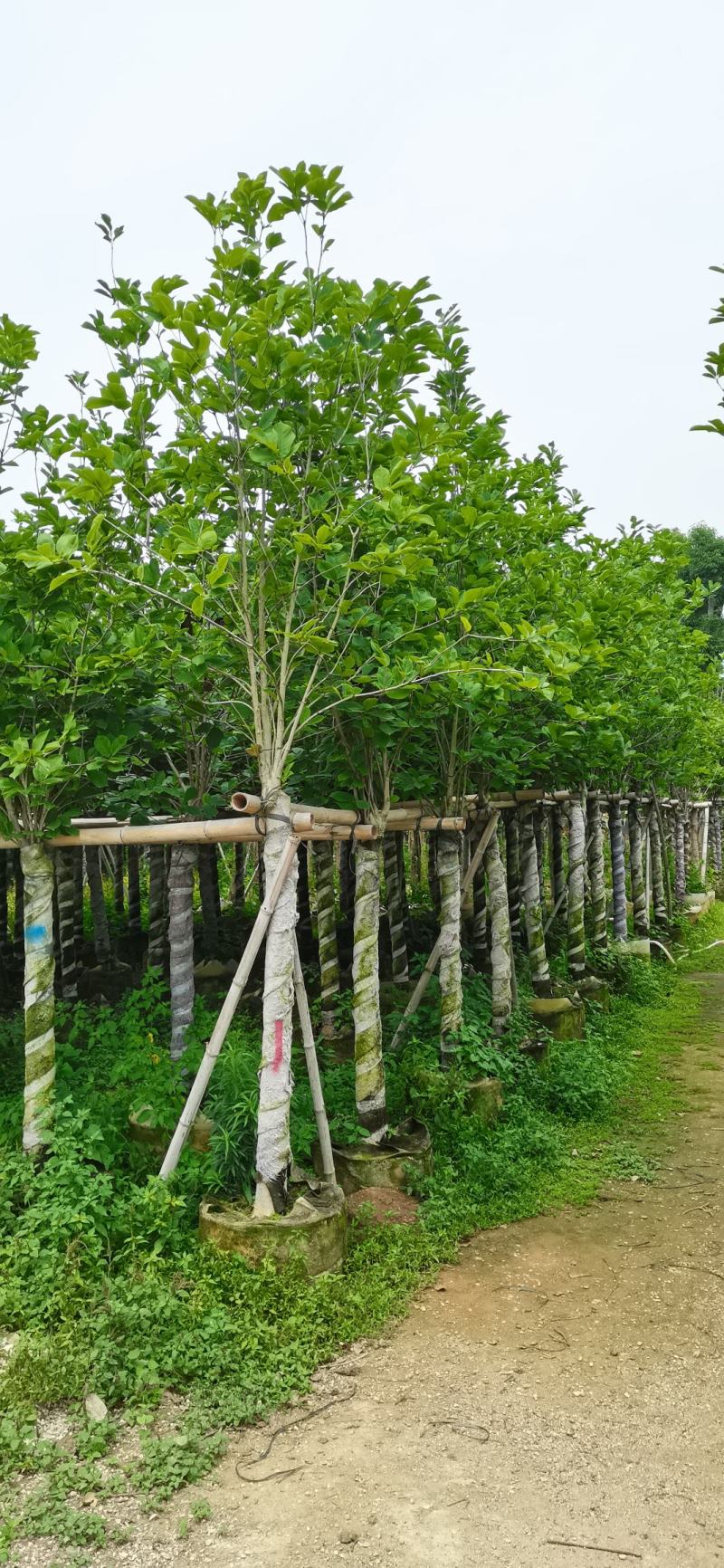 荷花玉兰、紫玉兰、洋玉兰