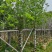 荷花玉兰、紫玉兰、洋玉兰