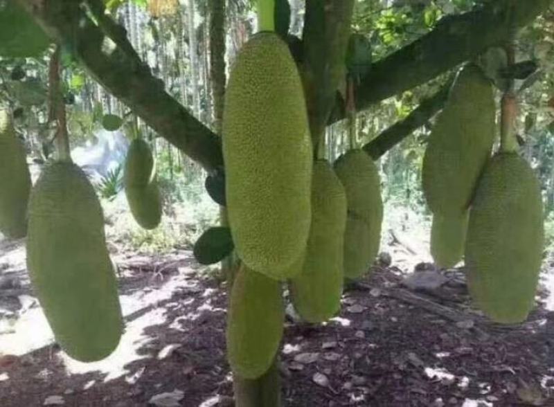 1号菠萝蜜苗，四季开花结果，带土发货