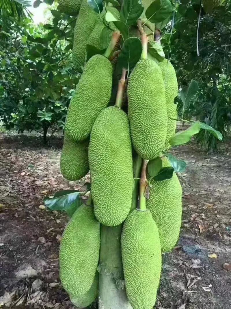 1号菠萝蜜苗，四季开花结果，带土发货