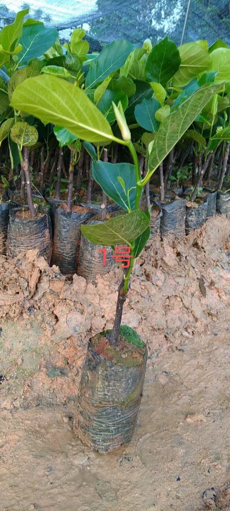 1号菠萝蜜苗，四季开花结果，带土发货