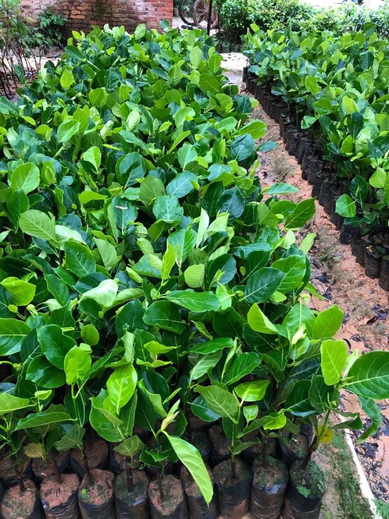 1号菠萝蜜苗，四季开花结果，带土发货