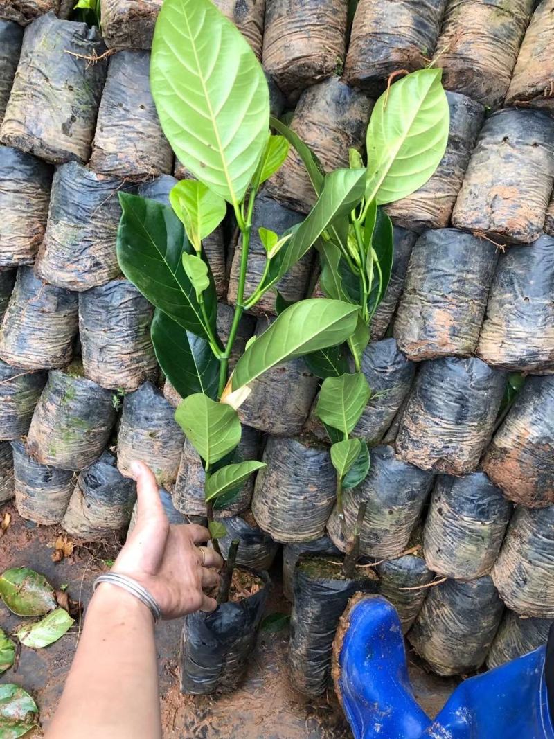 1号菠萝蜜苗，四季开花结果，带土发货