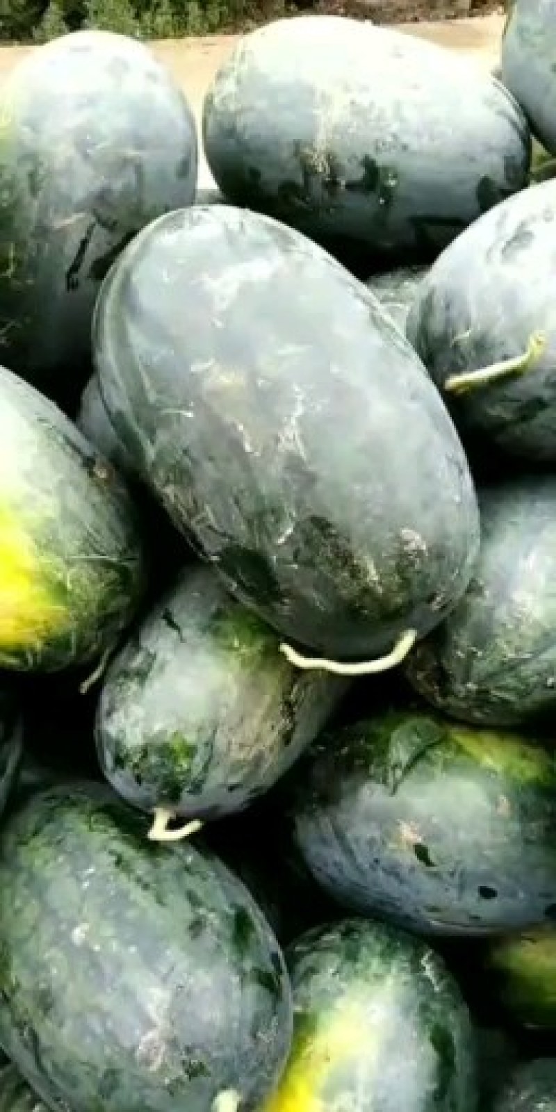 【新鲜】黑美人西瓜6斤打底8成熟1茬