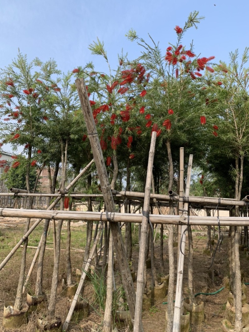 大量出售5-12公分红千层，串钱柳，货源充足