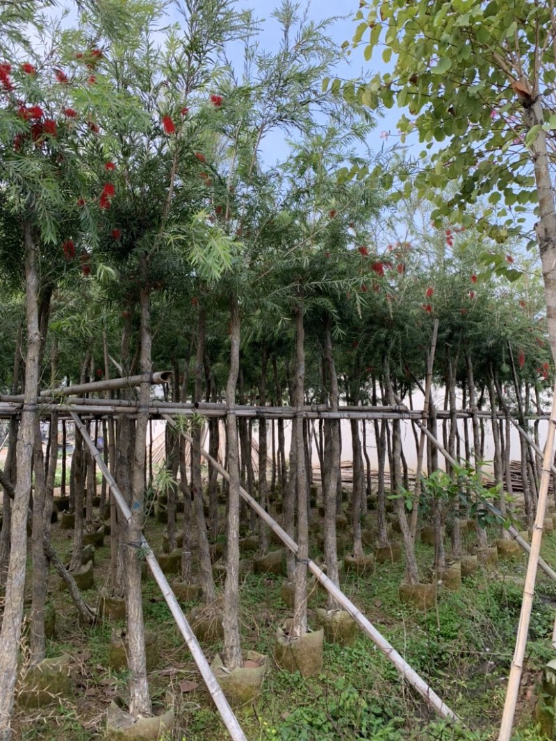大量出售5-12公分红千层，串钱柳，货源充足