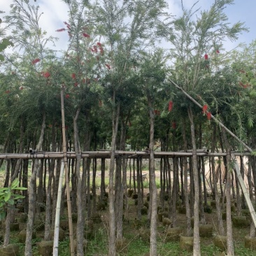 大量出售5-12公分红千层，串钱柳，货源充足
