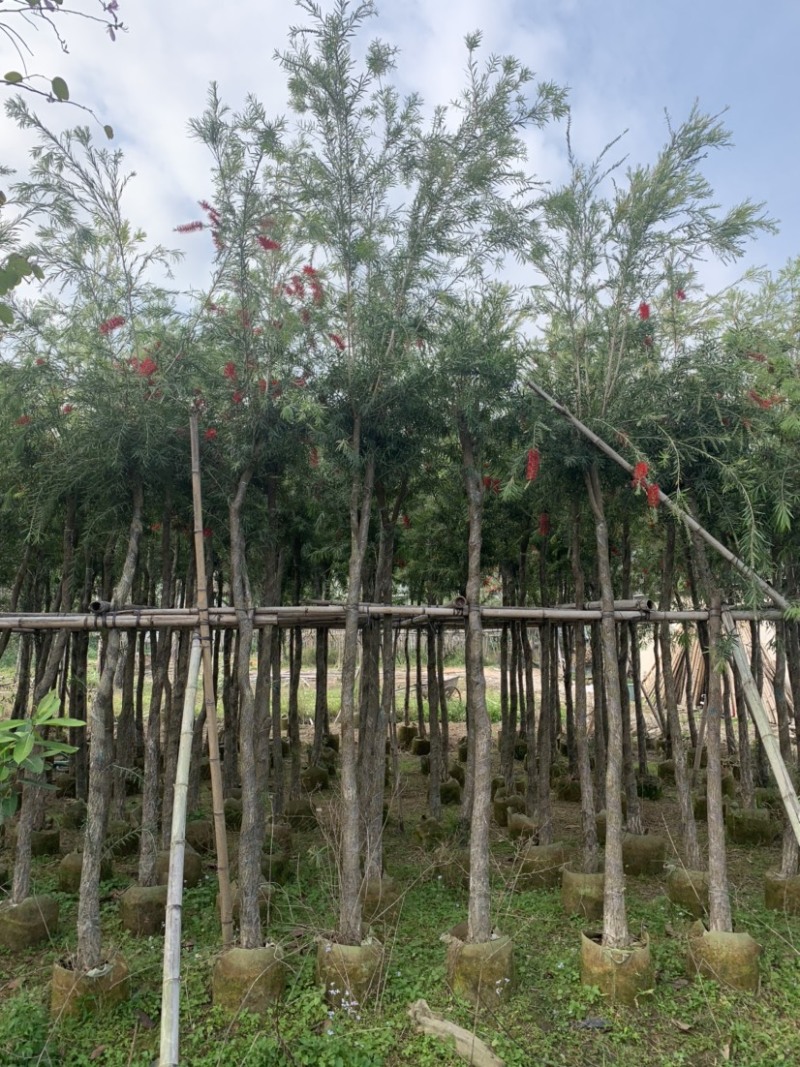 大量出售5-12公分红千层，串钱柳，货源充足
