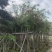 大量出售5-12公分红千层，串钱柳，货源充足
