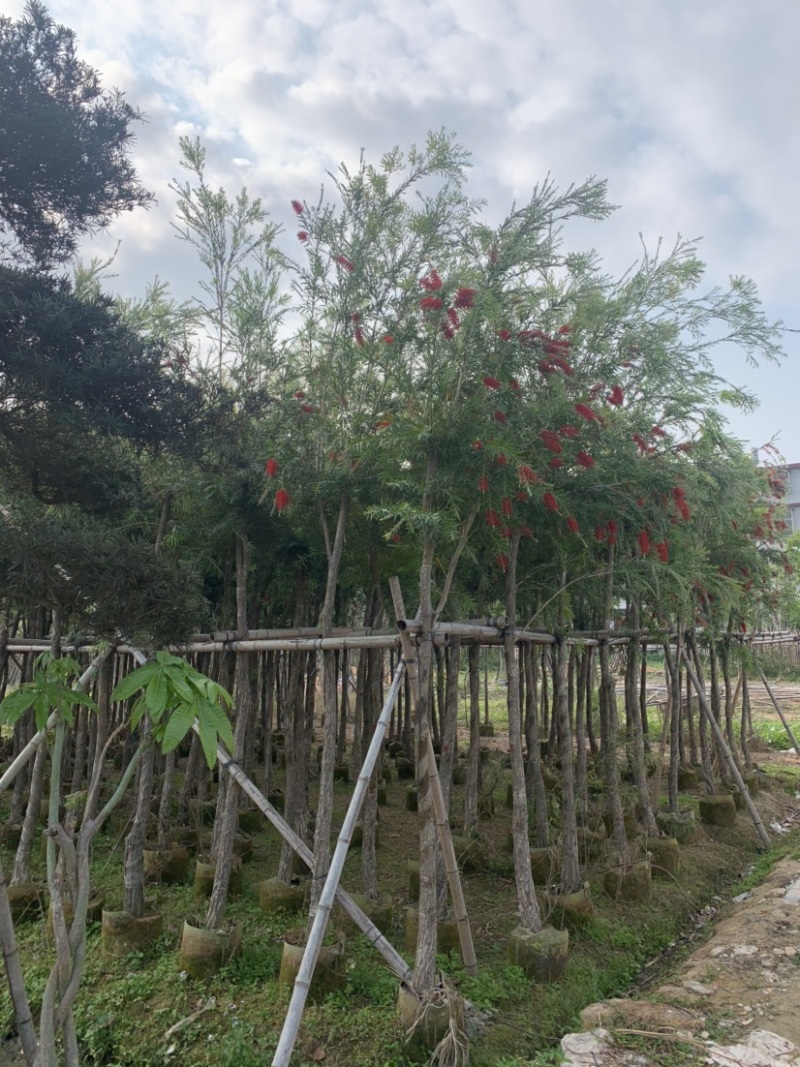 大量出售5-12公分红千层，串钱柳，货源充足