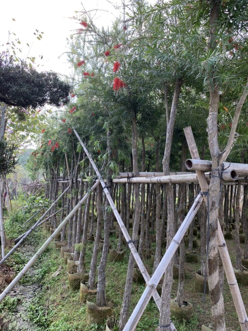 大量出售5-12公分红千层，串钱柳，货源充足