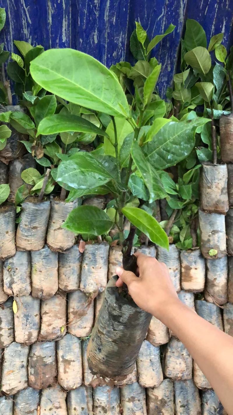 1号菠萝蜜苗，四季开花结果，带土发货