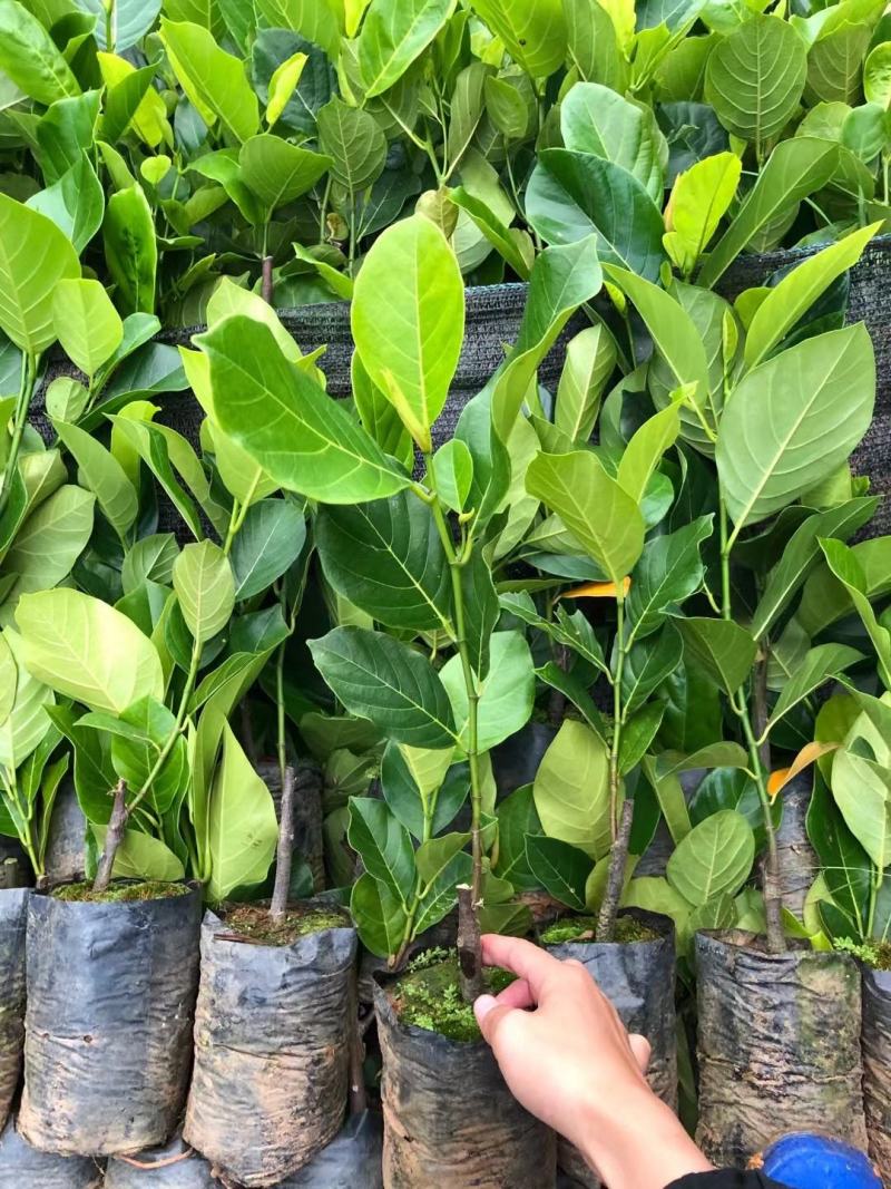 1号菠萝蜜苗，四季开花结果，带土发货