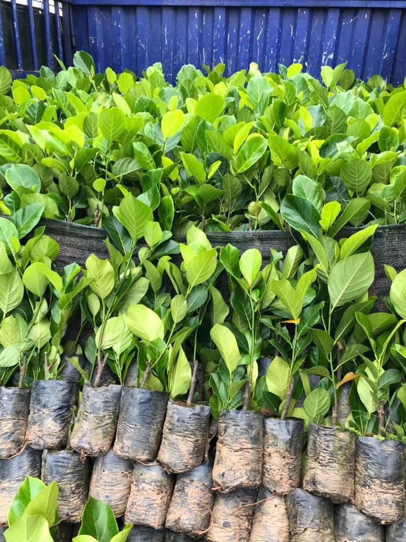 1号菠萝蜜苗，四季开花结果，带土发货