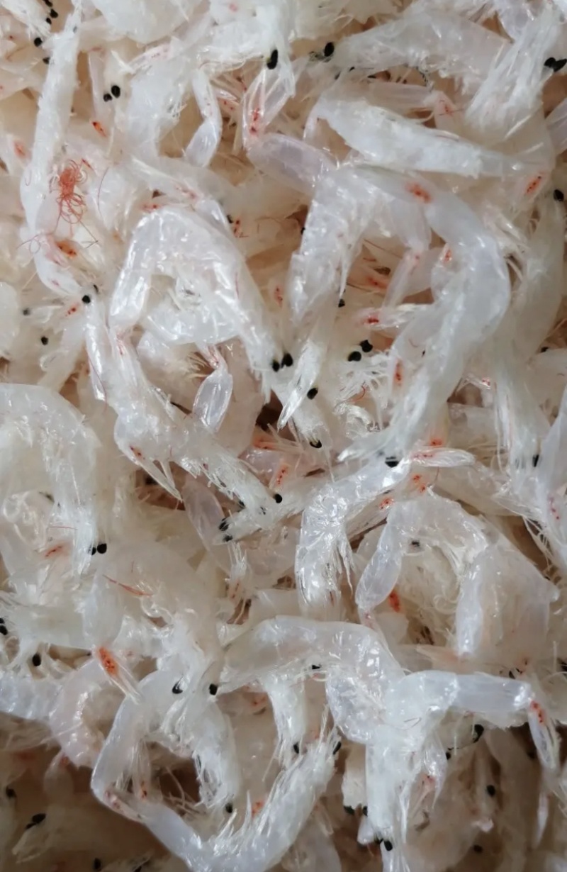 虾皮淡干无盐虾皮补钙