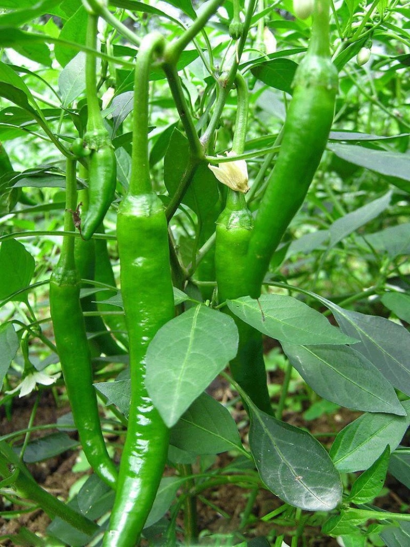 杭椒鲜辣椒产地一手货源货量充足量大质优