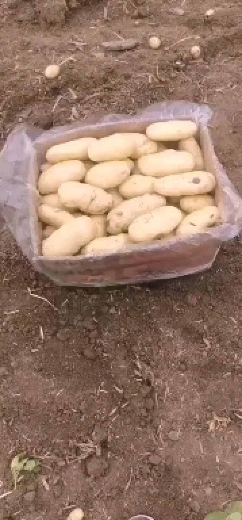 荷兰十五土豆