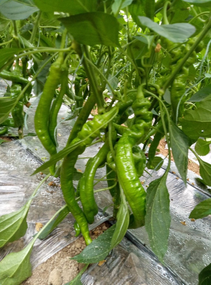 螺丝椒鲜辣椒产地一手货源货量充足量大质优