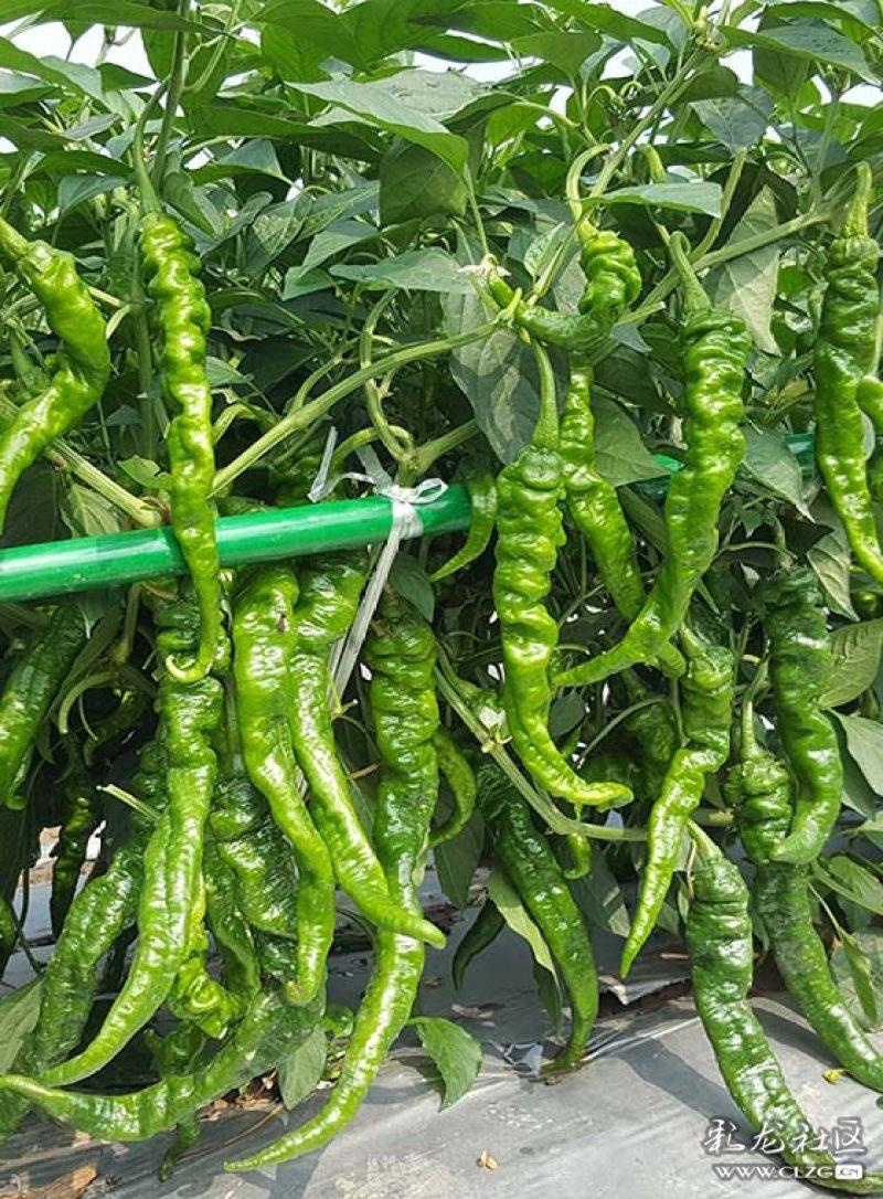 螺丝椒鲜辣椒产地一手货源货量充足量大质优